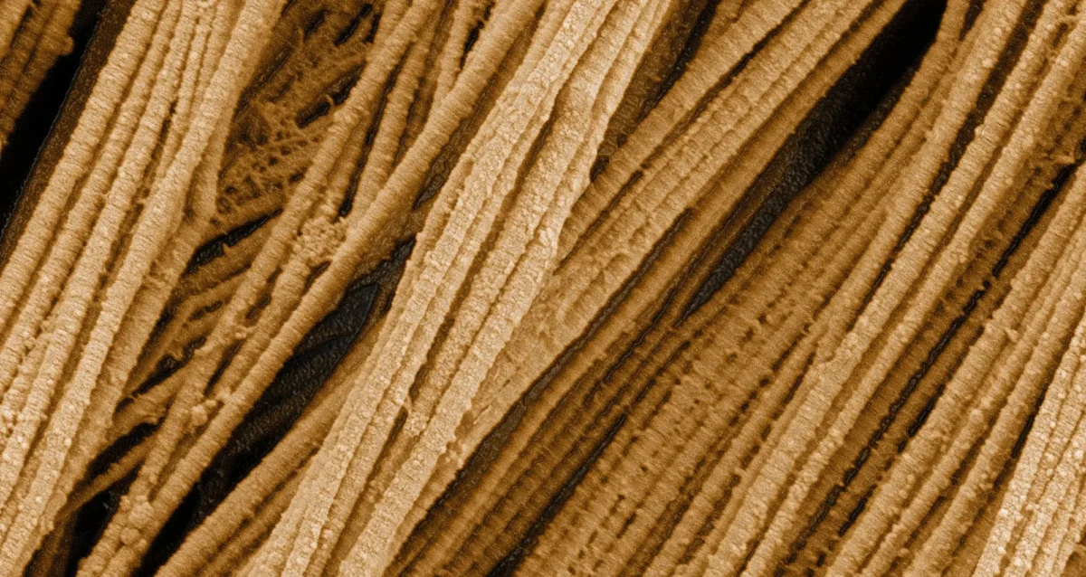 Collagen. Image courtesy of Tom Deerinck, NCMIR, UCSD.