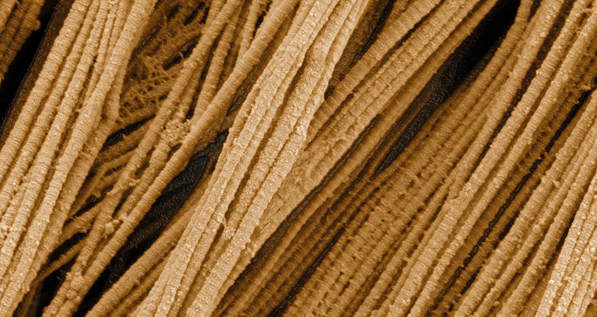 Collagen. Image courtesy of Tom Deerinck, NCMIR, UCSD.