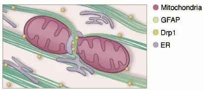 The research team discovered that GFAP fibers kick off the splitting of mitochondria by wrapping around the organelles and applying a constricting force. The fibers then serve as a scaffold for the attachment of dynamin-related protein 1 (Drp1), which is known to be essential to the process of splitting mitochondria. Image credit: Su-Chun Zhang, Sanford Burnham Prebys.