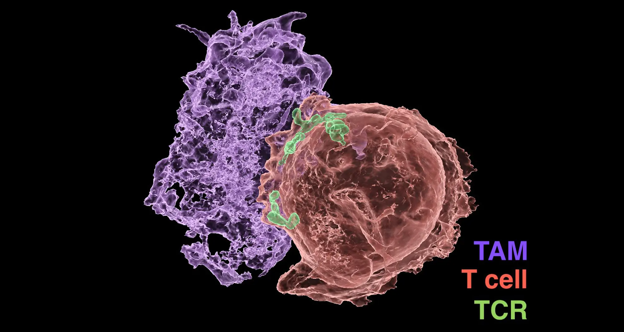 surface rendered micrograph shows the interaction between two immune cells, a macrophage (purple) and a T cell (red) through T cell receptors (green)