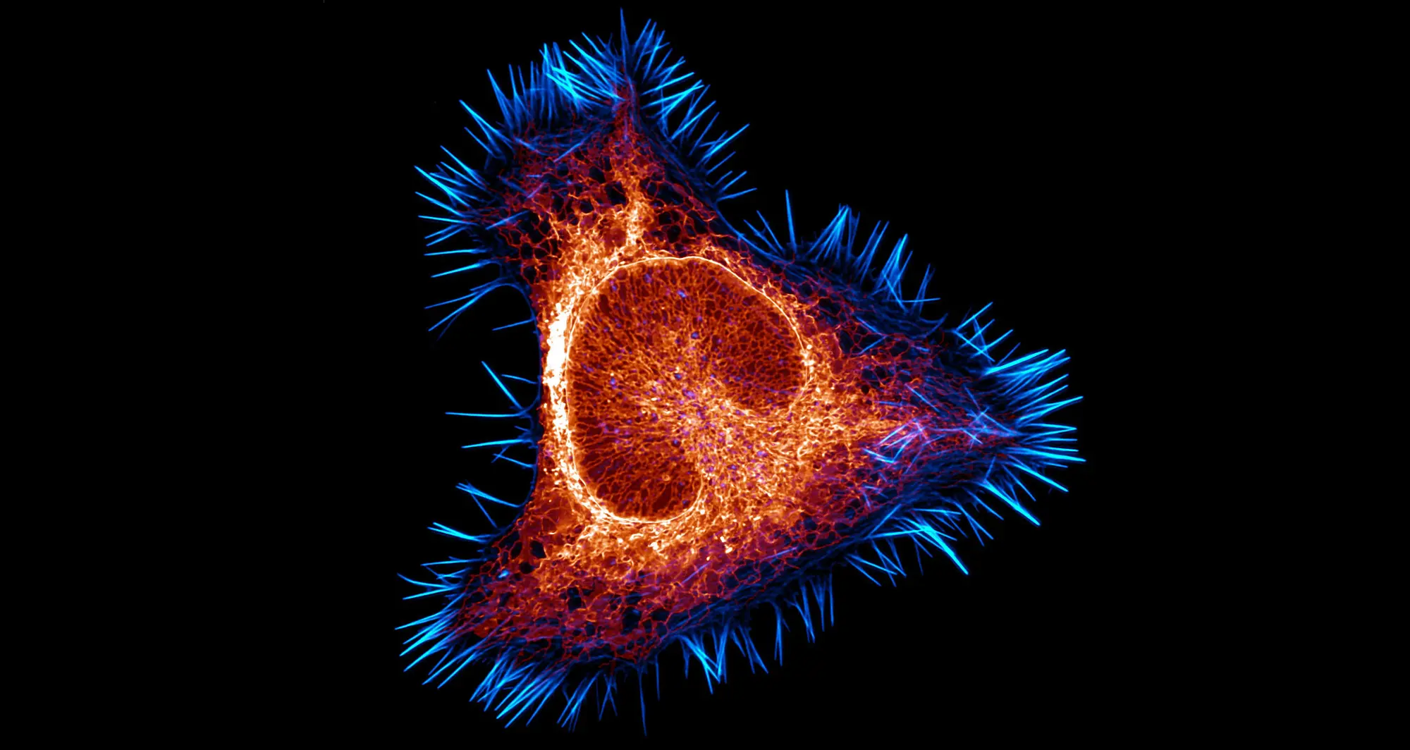 endoplasmic reticulum, the largest organelle in most cells, is depicted in this mouse brain cancer cell. The actin cytoskeleton in cyan and the endoplasmic reticulum in red. Image courtesy of Halli Lindamood and Eric Vitriol, Augusta University.