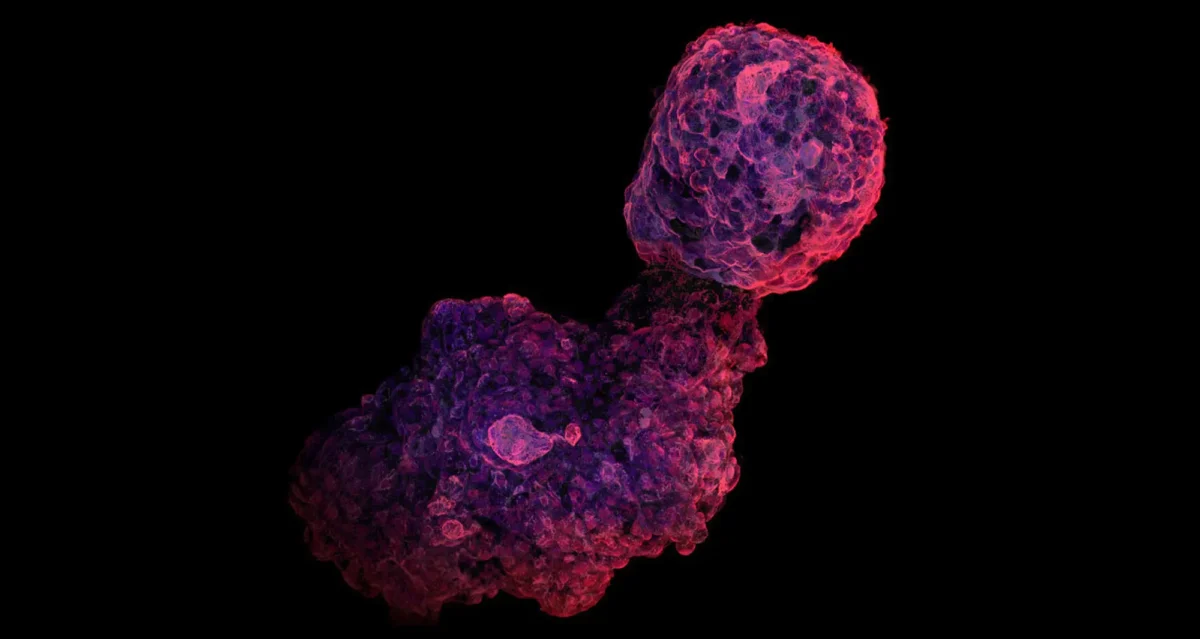 micrograph of a human I pluripotent stem cell-derived cardiac organoid. Image courtesy of Syed Ashraf, Divya Sridharan and Salvia Zafar, Ohio State University.