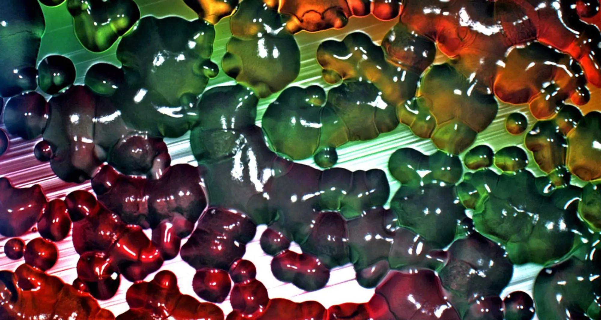 Stereomicrography of bacterial growth in a petri dish. Image courtesy of Neil James Egan, PPG Industries, Cleveland, Ohio.