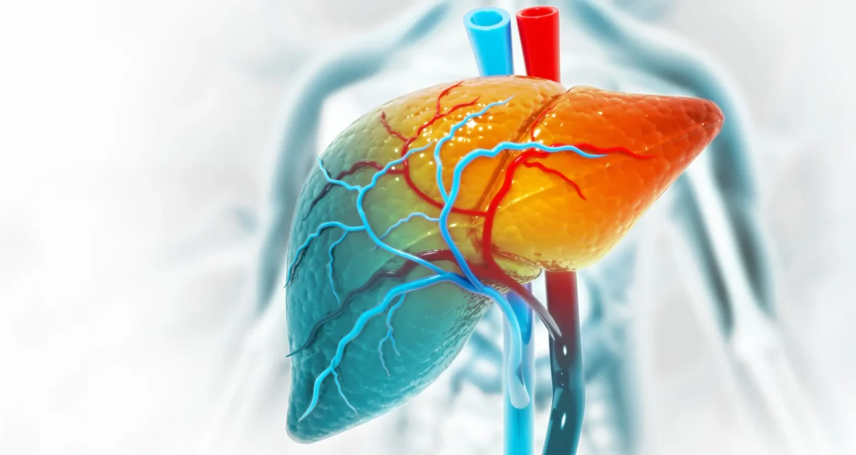 Human liver anatomy structure, 3d illustration. Image courtesy of Shutterstock