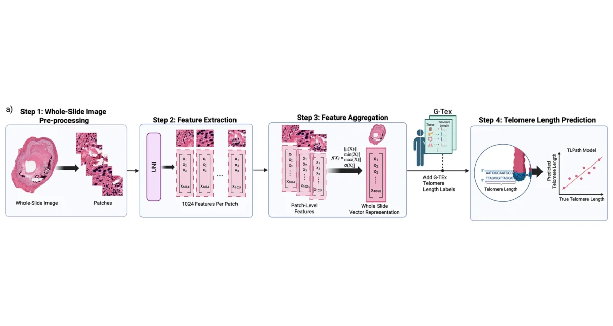 The central thesis of TLPath is that telomere length can be determined from cell and tissue shape. Image credit: Anamika Yadav, Kyle Alvarez, Sanju Sinha, Sanford Burnham Prebys.