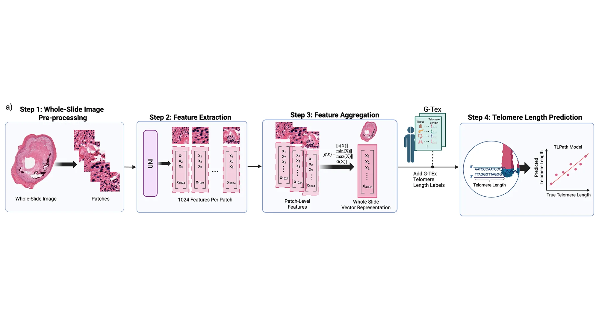 The central thesis of TLPath is that telomere length can be determined from cell and tissue shape. Image credit: Anamika Yadav, Kyle Alvarez, Sanju Sinha, Sanford Burnham Prebys.