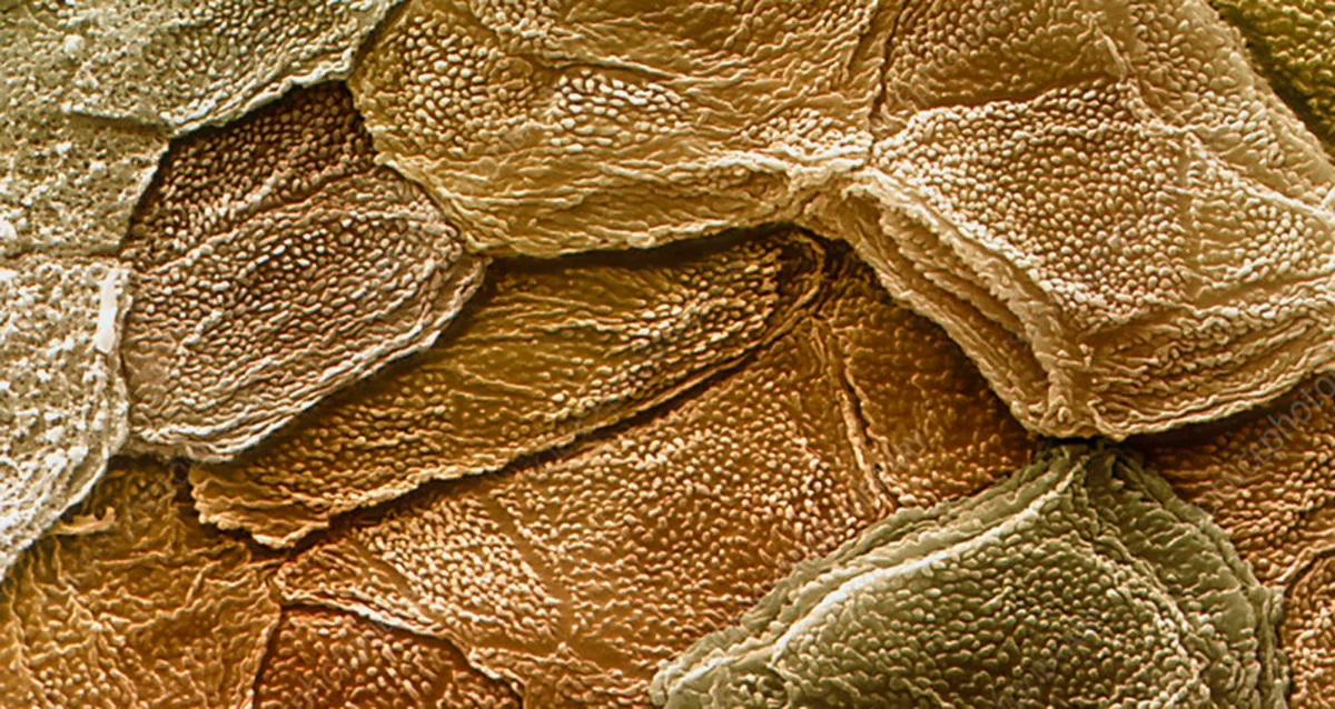 Colorized scanning electron micrograph of surface of human skin. The outermost layer of skin is called the stratum corneum and is composed primarily of keratinocytes, living and dead. Dead cells form horny scales, and release peptides called defensins, which are part of the first line of immune defense mechanisms. Eye of Science/SPL
