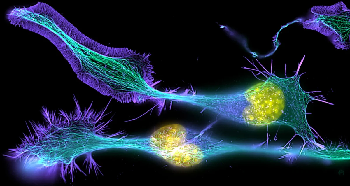Developing mouse nerve cells