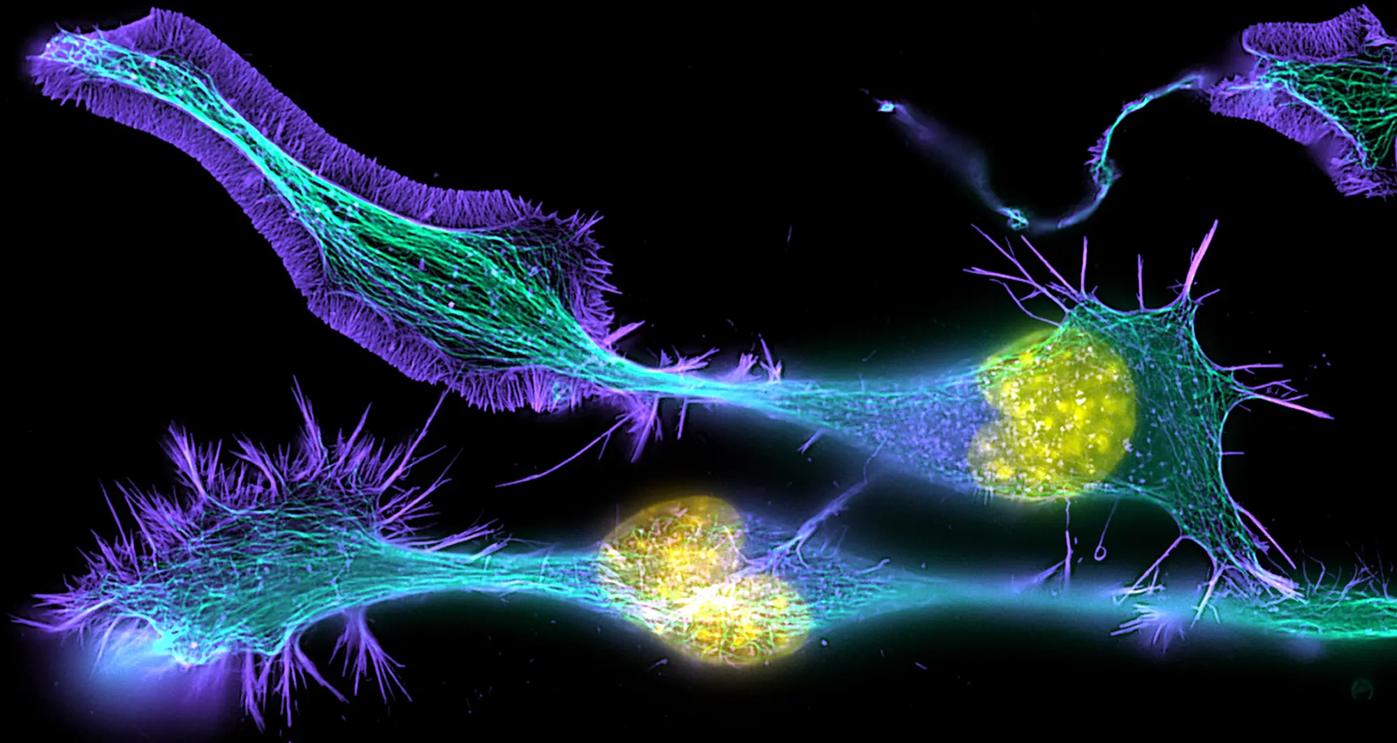 Developing mouse nerve cells