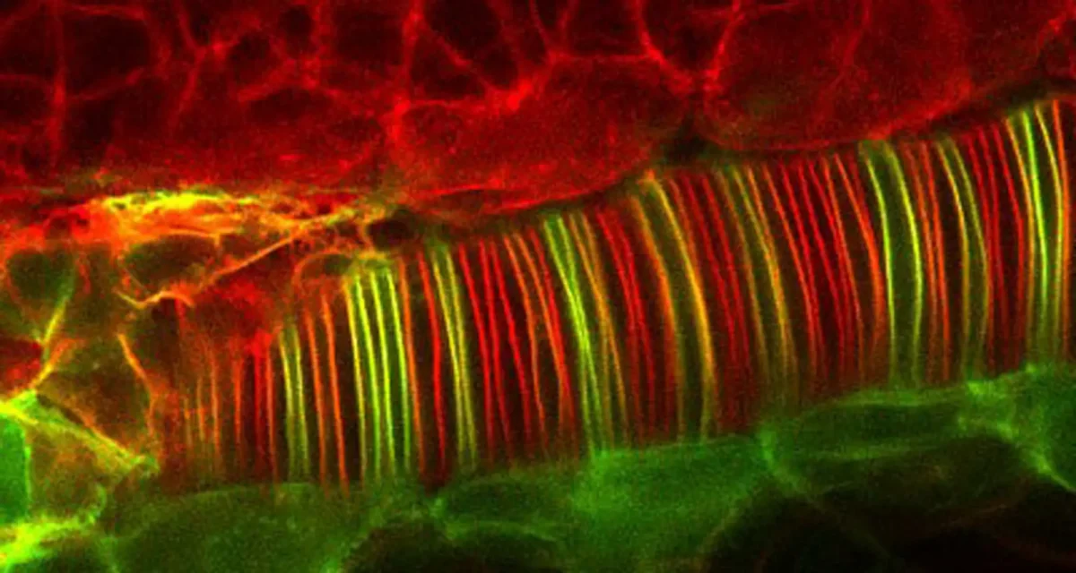 Proteins in the neural tissues of a zebrafish embryo direct cells to line up and form the neural tube