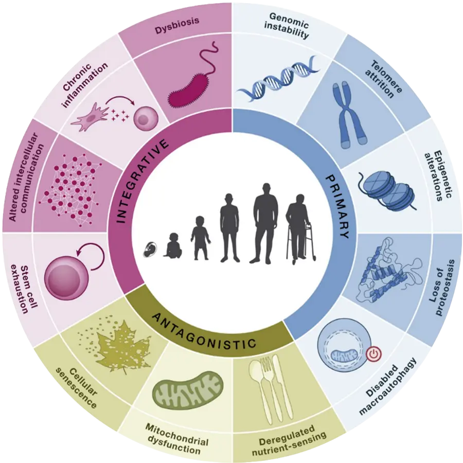 biological hallmarks of aging