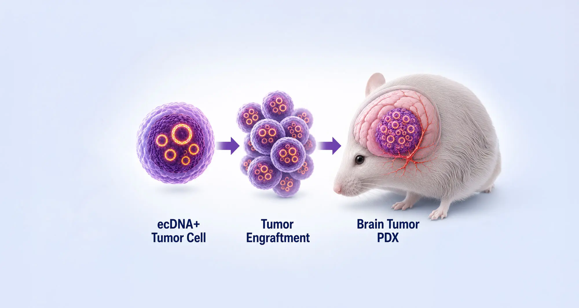 patient-derived xenograft (PDX)research model