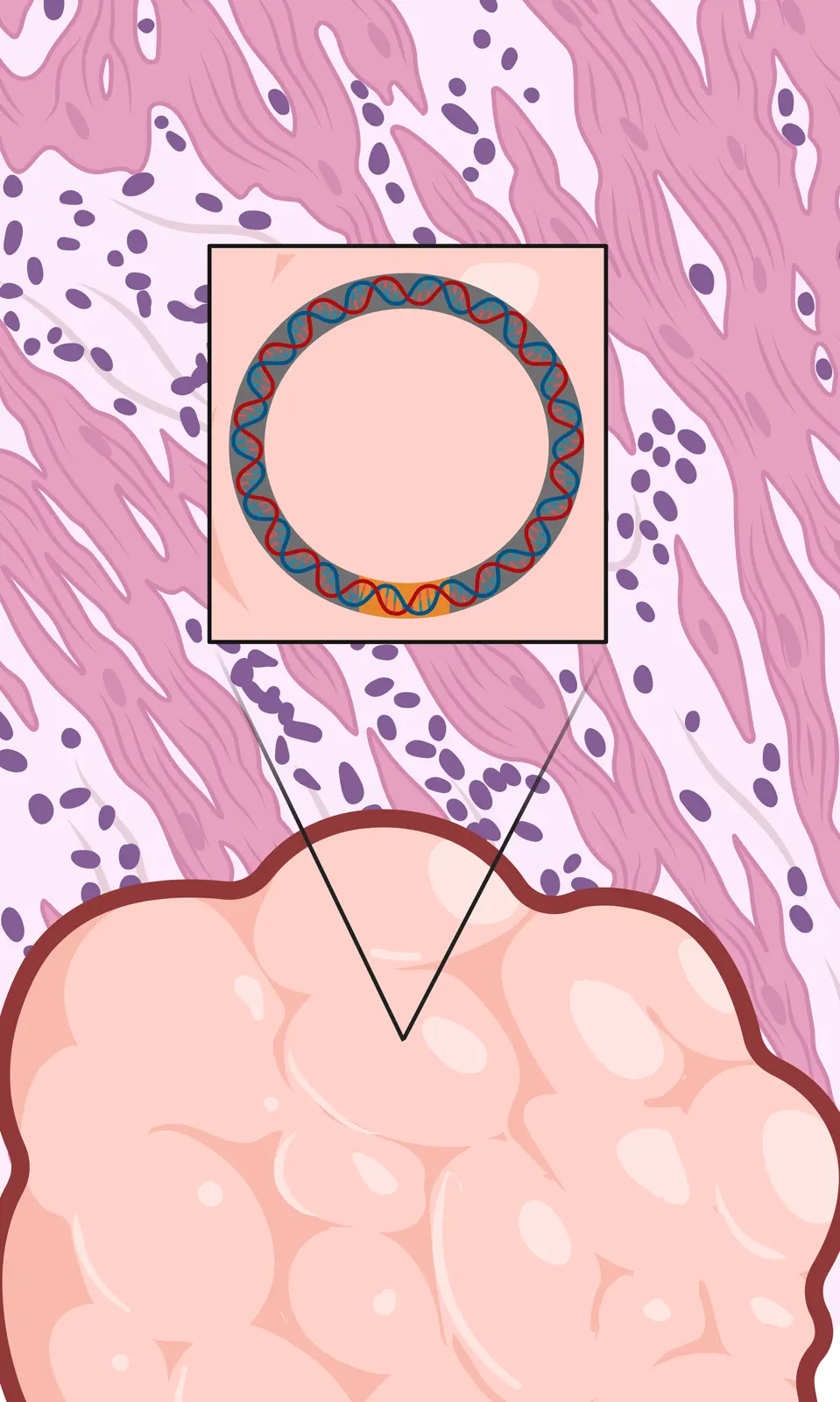 ecPath illustration