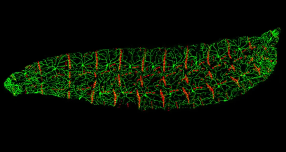Drosophila larva. Image courtesy of Chun Han, UC San Francisco