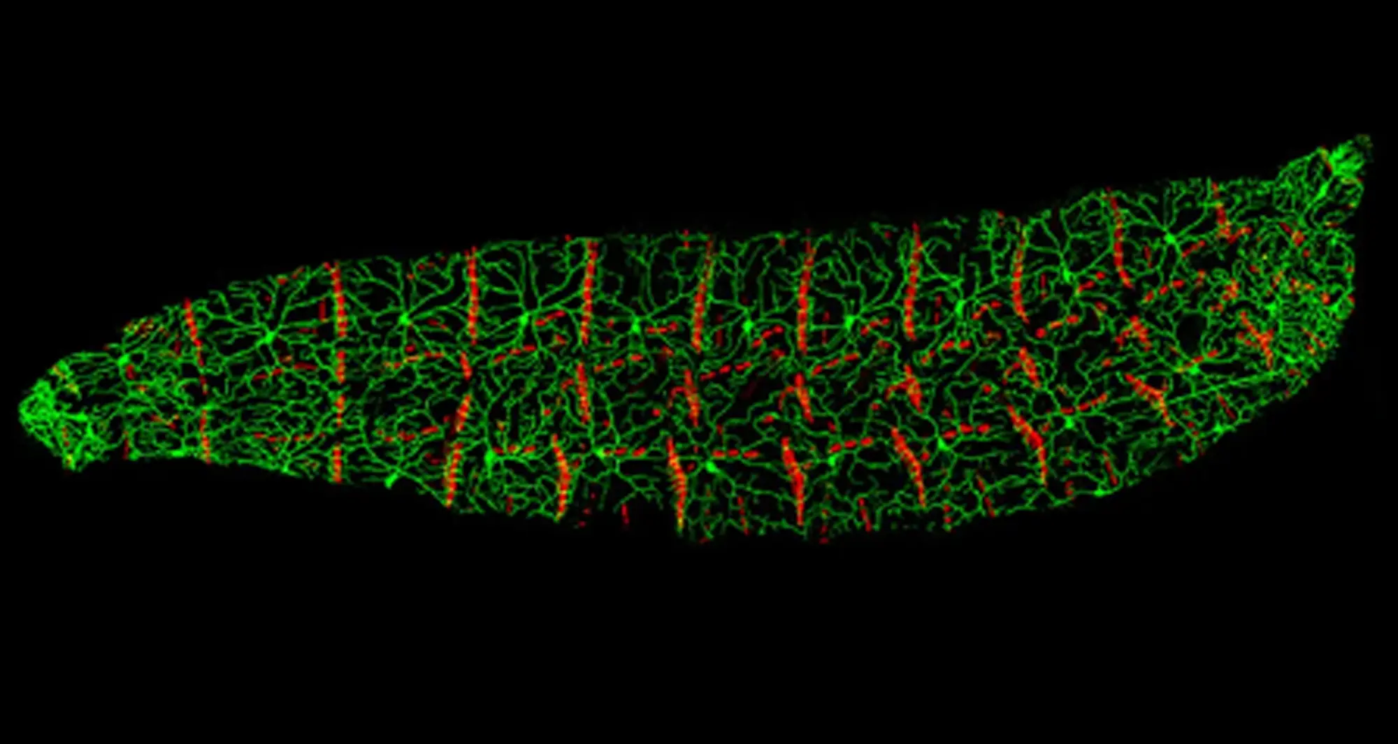 Drosophila larva. Image courtesy of Chun Han, UC San Francisco