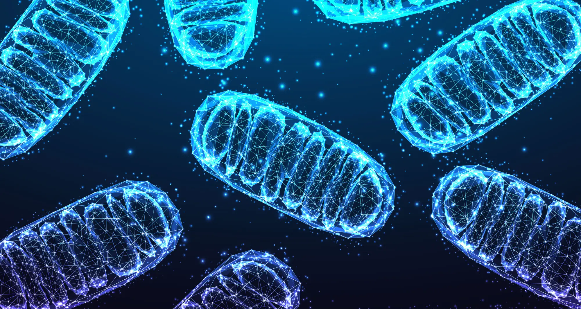 mitochondria