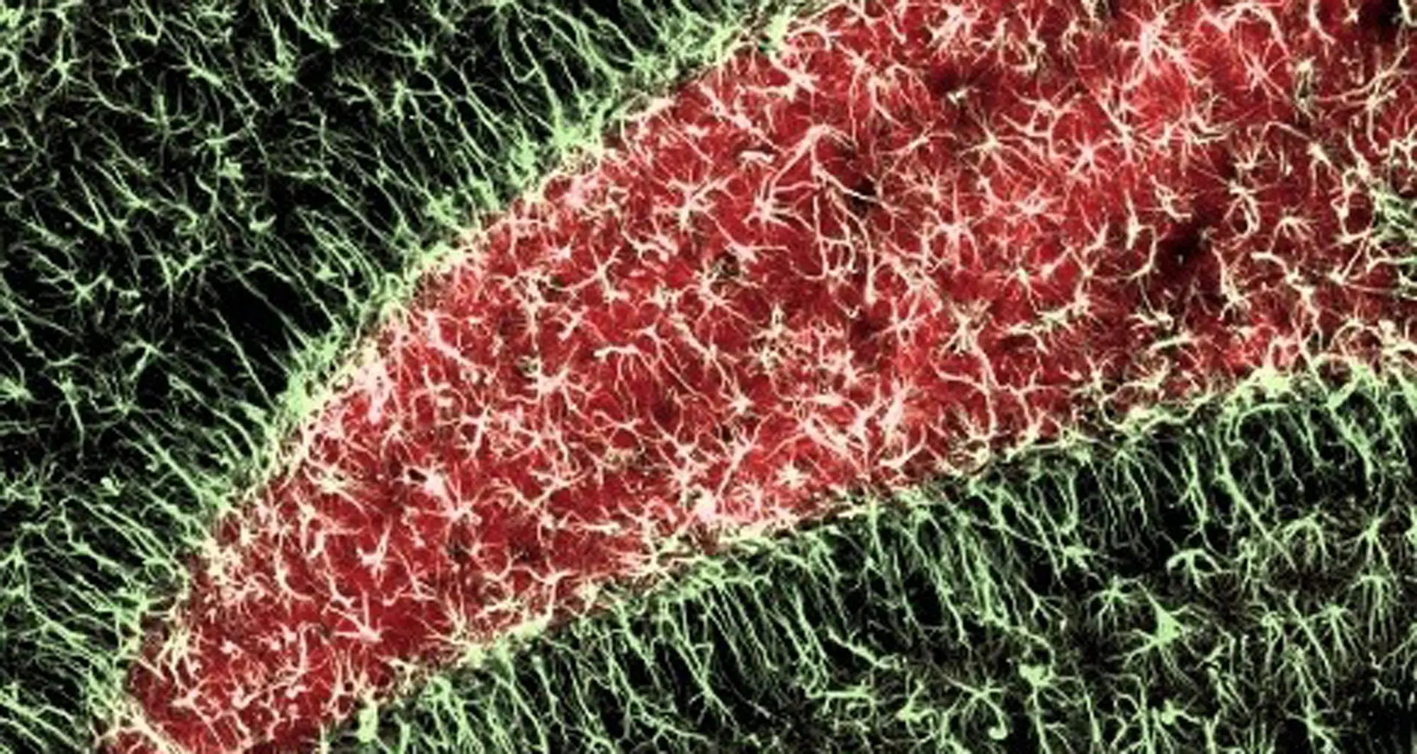 The adult mouse hippocampus. Image courtesy of Sandra Dieni, Albert-Ludwigs University, Germany.