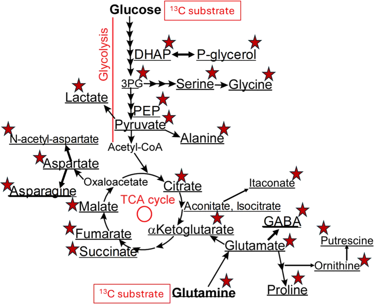 Polar metabolites traceable with 13C labeling
